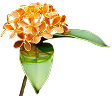 Benzoin Resinoid Siam