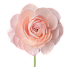 May Rose