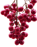 Pink Pepper