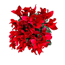 Cyclamen