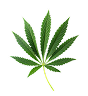  Green Notes