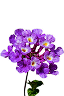  Heliotrope