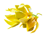 Ylang Ylang